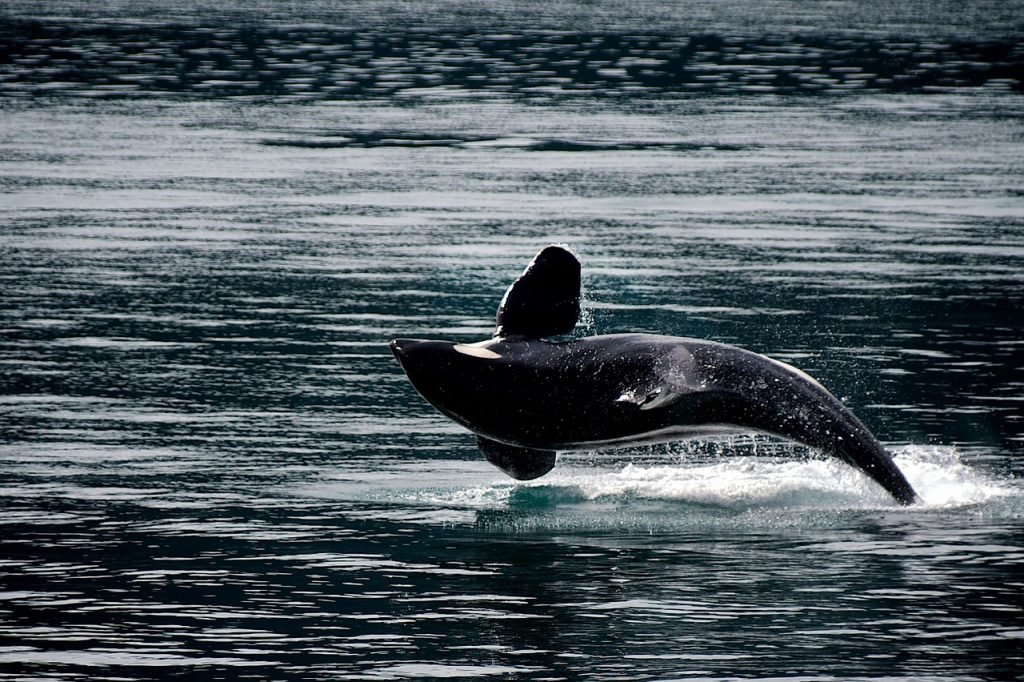 Whale Watching in Seattle